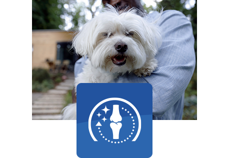 šťastný bílý pes, kterého drží člověk