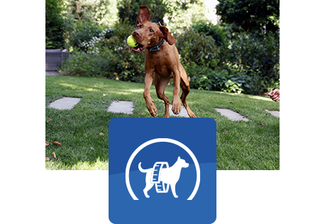 hnědý pes skáče do vzduchu a chytá míč