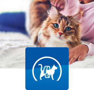 Malá hnědobílá kočka sedí na posteli.