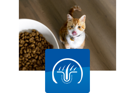 Kočka pozoruje misku s jídlem