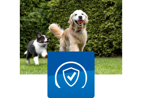 Dva psi si hrají venku