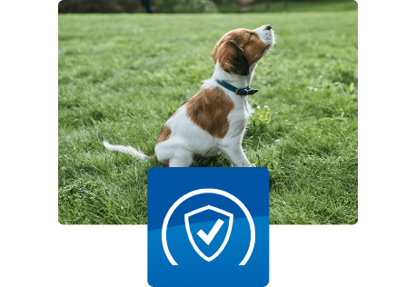 Štěně sedící venku