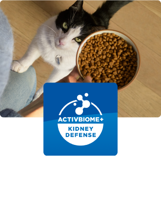 Kočka si prohlíží misku s jídlem